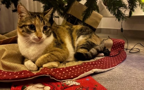 Νέα μέτρα για την προστασία και ευημερία των ζώων. 